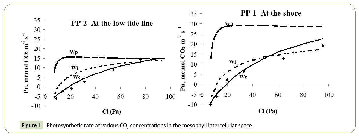 global-media-photosynthetic-rate